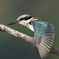 Red-backed Kingfisher on Machans Access Rd.<br />Canon EOS 7D + EF400 F5.6L